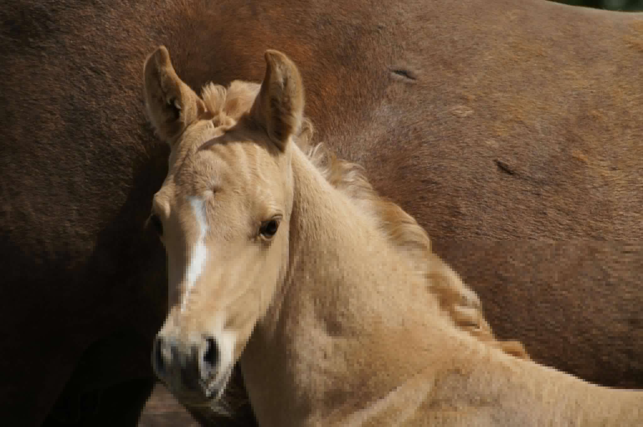 Dunalino Foal